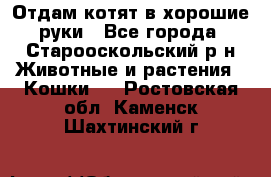Отдам котят в хорошие руки - Все города, Старооскольский р-н Животные и растения » Кошки   . Ростовская обл.,Каменск-Шахтинский г.